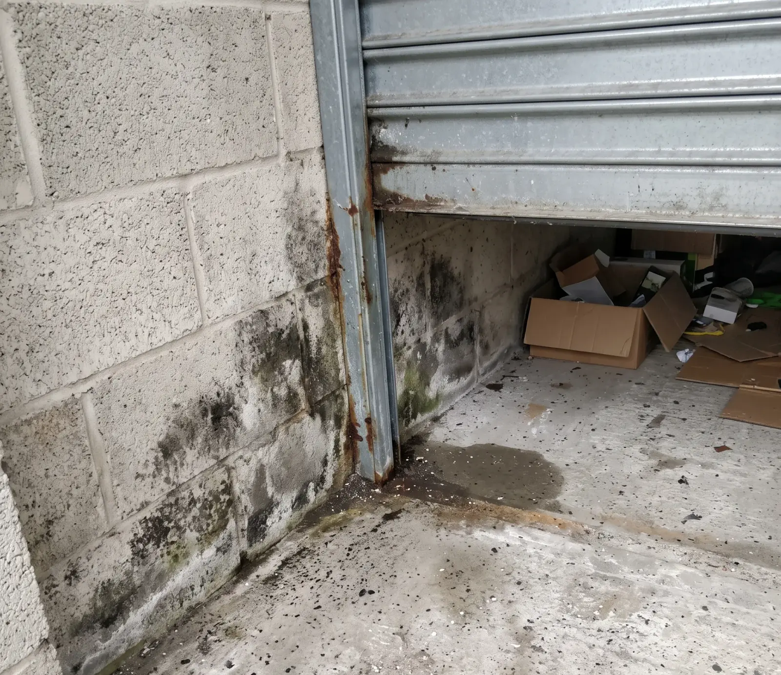 Is Black Mold Dangerous? A Nashville Answer